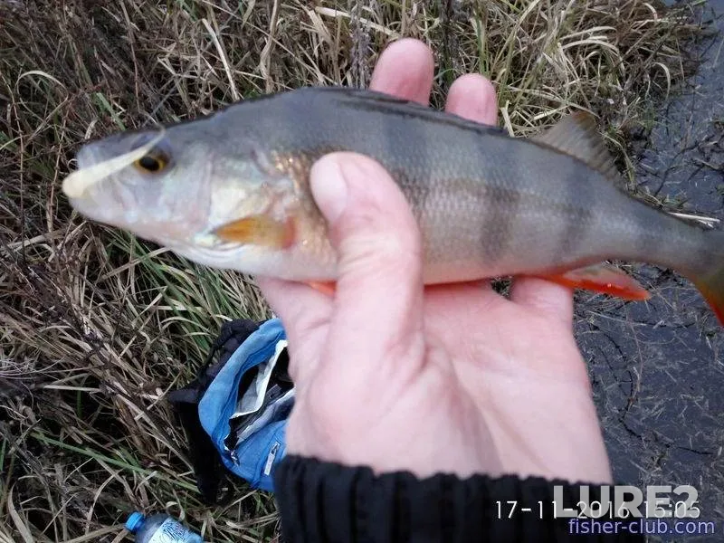 Perch — Dnepr, Nov 17, 2016, 3:05 PM