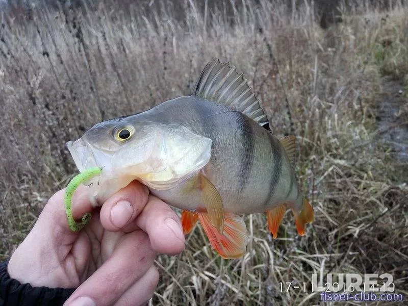 Perch — Poltavska oblast, Nov 17, 2016, 2:10 PM