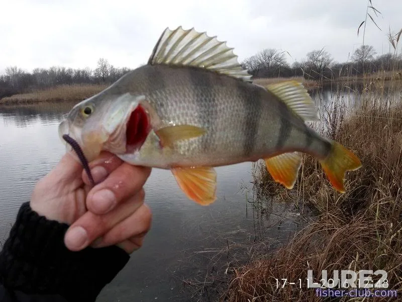Roach, White bream — Soligorskoye, Mar 29, 2023