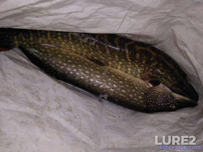 Bream, White bream — Chigirinskoye, Apr 10, 2023