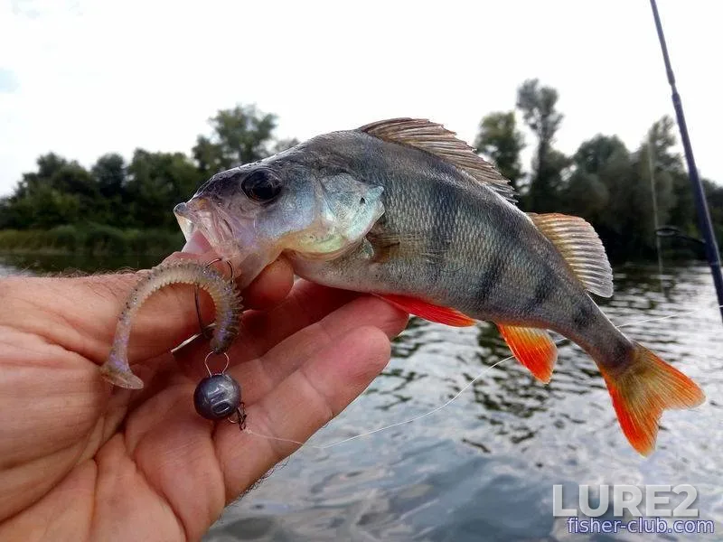 Bream, Crucian carp — Desna, Apr 02, 2024