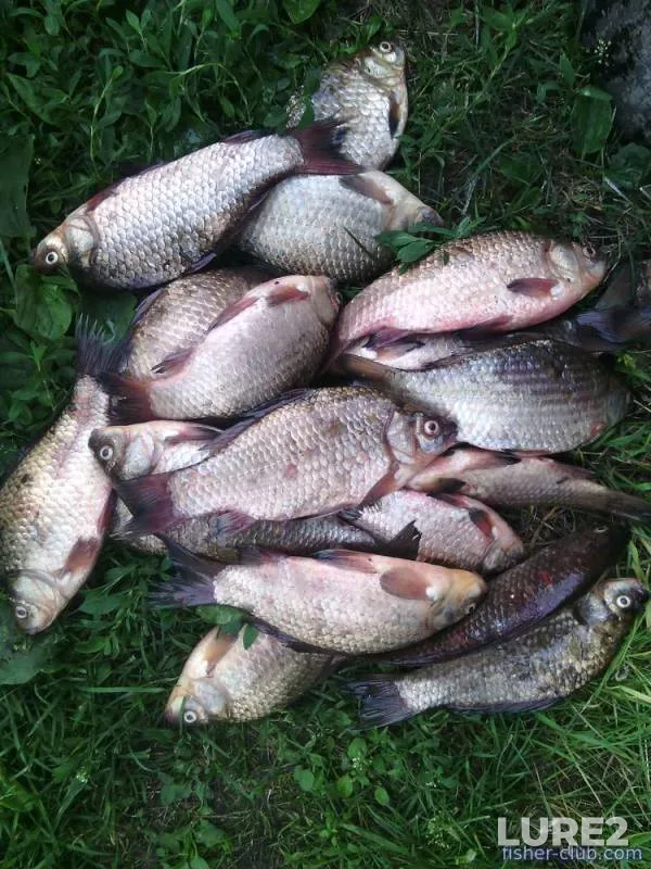 Crucian carp — Orzhitsa, Jun 18, 2017
