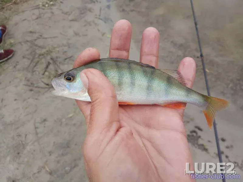Perch — Sukhoy Kagamlyk, Jul 14, 2017, 5:05 PM