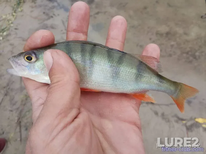 Perch — Sukhoy Kagamlyk, Jul 14, 2017, 4:52 PM