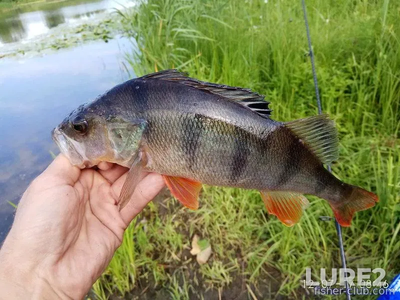 Perch — Kamenskoye, Jul 12, 2017, 8:46 AM