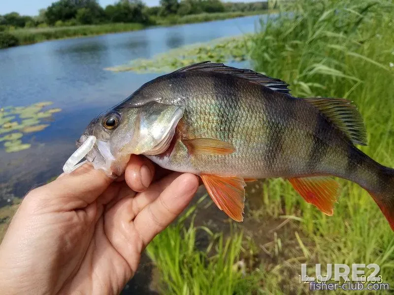 Perch — Kamenskoye, Jul 12, 2017, 10:33 AM