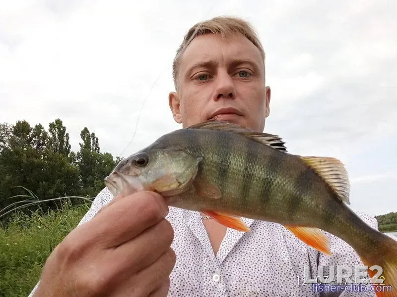 Perch — Kamenskoye, Jul 12, 2017, 8:22 AM