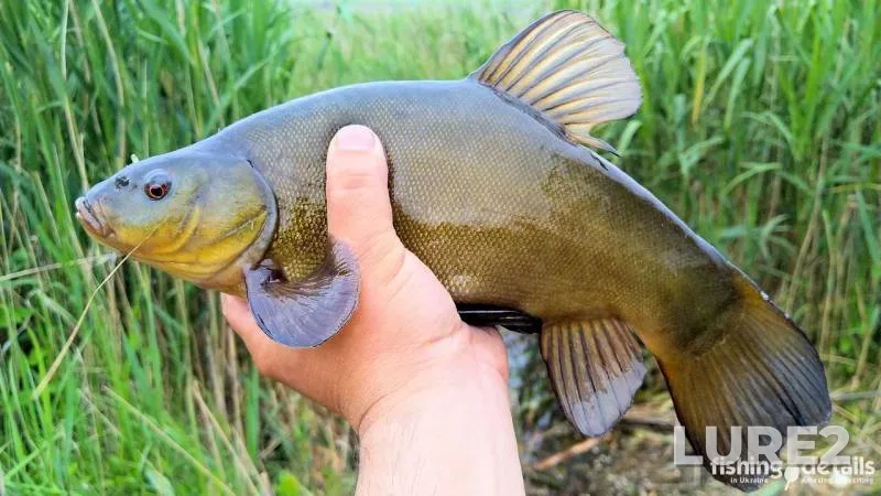 Tench — Samara, May 27, 2020, 4:59 PM