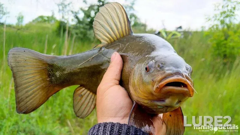 Tench — Samara, May 27, 2020, 5:54 PM