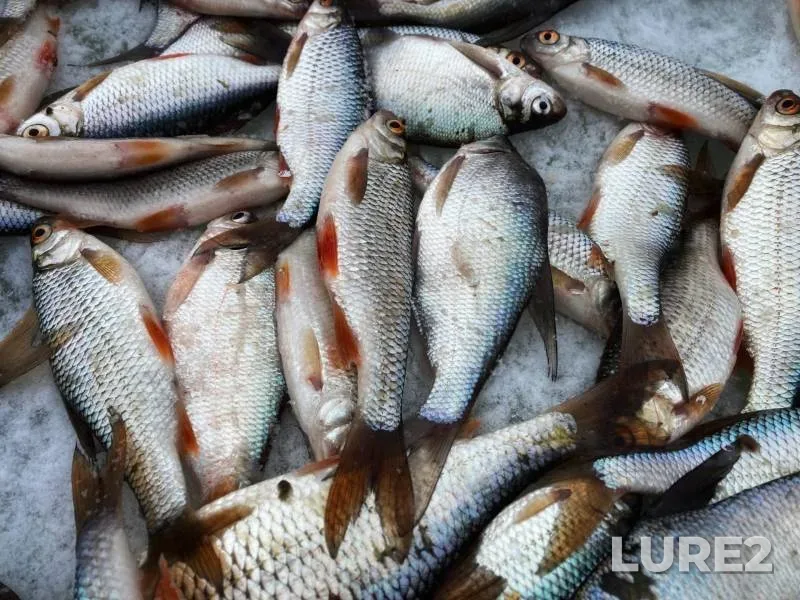 Bream, Roach — Katyshka, Feb 24, 2022