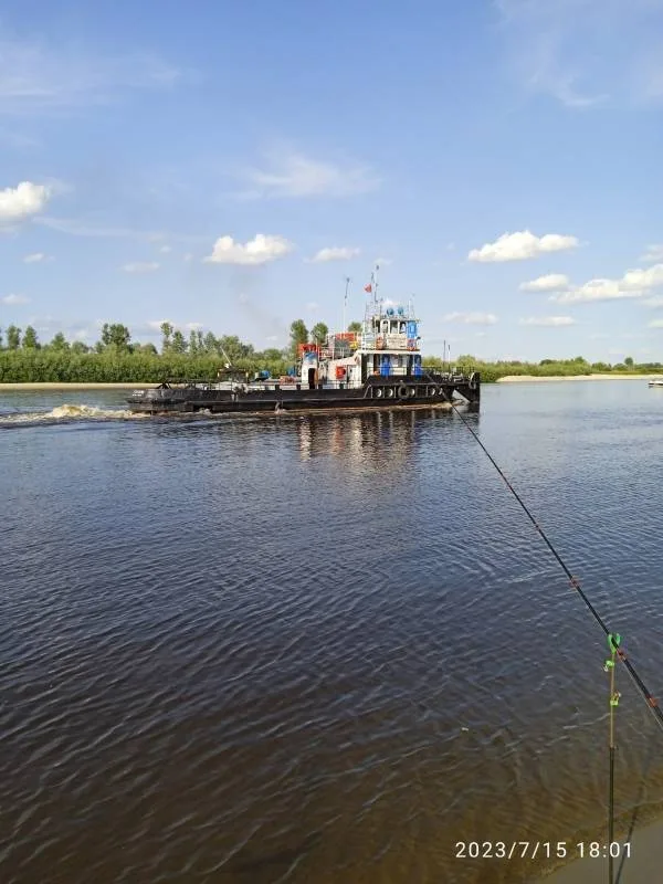 Лещ, Сом