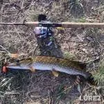Bream, Wels catfish — Gomelskaya oblast, Mozyrskiy rayon, Jul 17, 2023