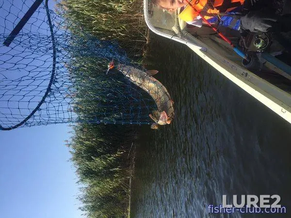 Rainbow trout — Kolpyana, Jan 12, 2014