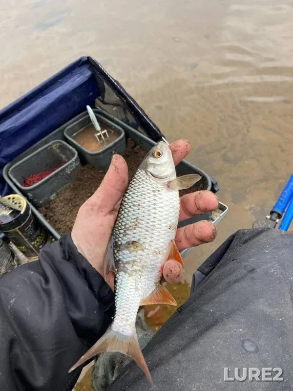 Roach, White bream — Viliya, Nov 10, 2023