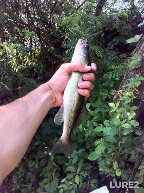 Crucian carp — Kolpyana, Aug 04, 2014