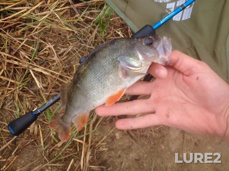 Perch, Zander — Kamenka, Sep 08, 2017