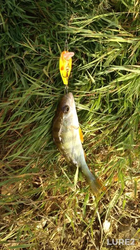 Carp, Pike — Usha, Jun 04, 2022