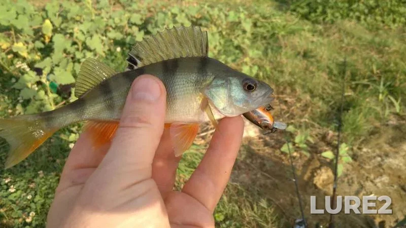 Perch — Luganska oblast, Aug 21, 2017, 6:49 AM