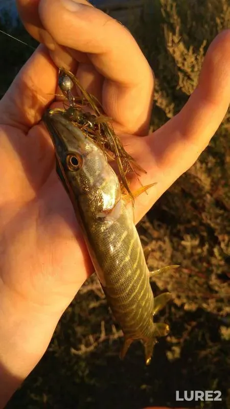 Carp — Kolpyana, Sep 06, 2016
