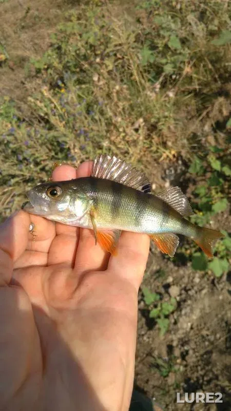 Perch — Luganska oblast, Aug 21, 2017, 7:25 AM