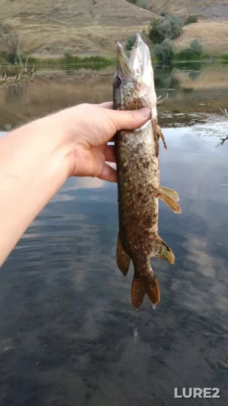 Carp — Kolpyana, Jun 05, 2015
