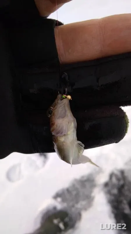 Perch — Olkhovka, Feb 19, 2018, 8:19 AM