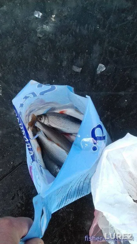 Roach — Kamenskoye, Feb 11, 2018