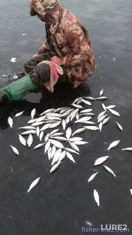 Roach — Kamenskoye, Feb 11, 2018