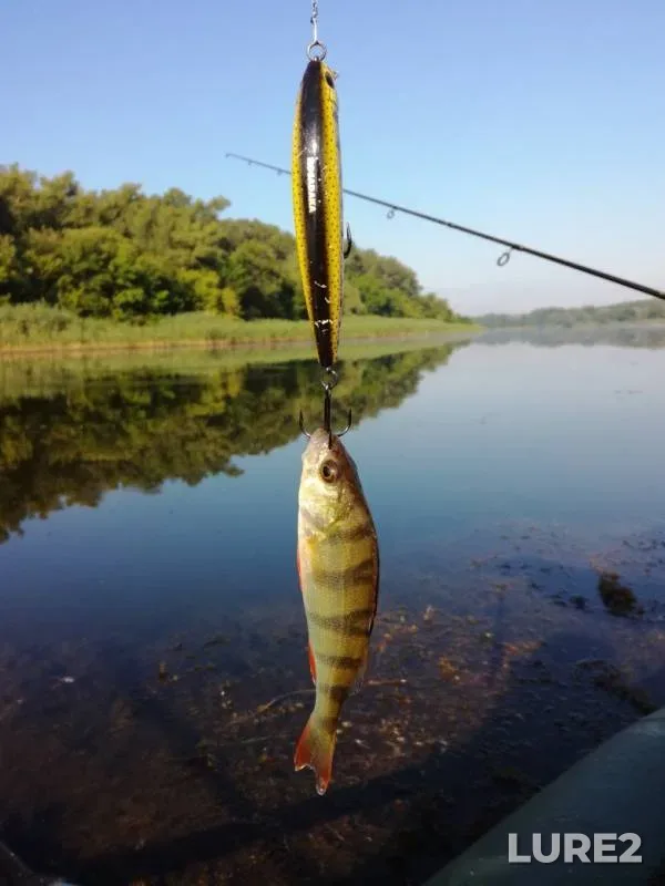 Perch — Kozak, Jul 17, 2017