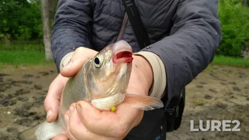 Perch — Mikhaylovskoye, Nov 19, 2023