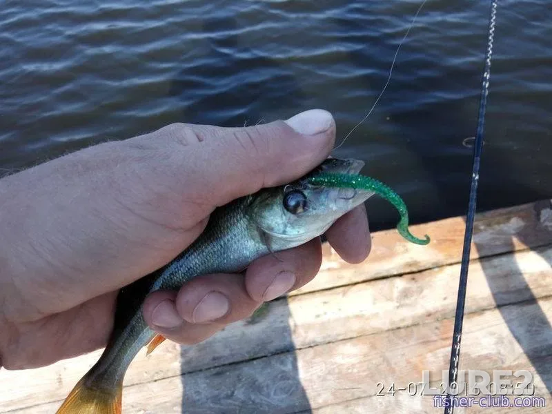 Perch — Sukhoy Kagamlyk, Jul 24, 2016, 8:50 AM