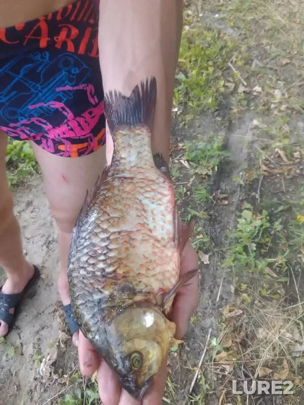 Crucian carp — Bokovenka, Jun 25, 2017