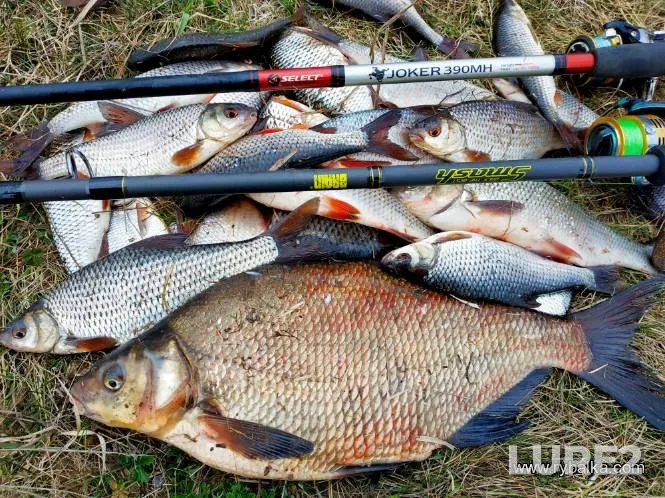 Perch — Dnepr, Oct 14, 2023