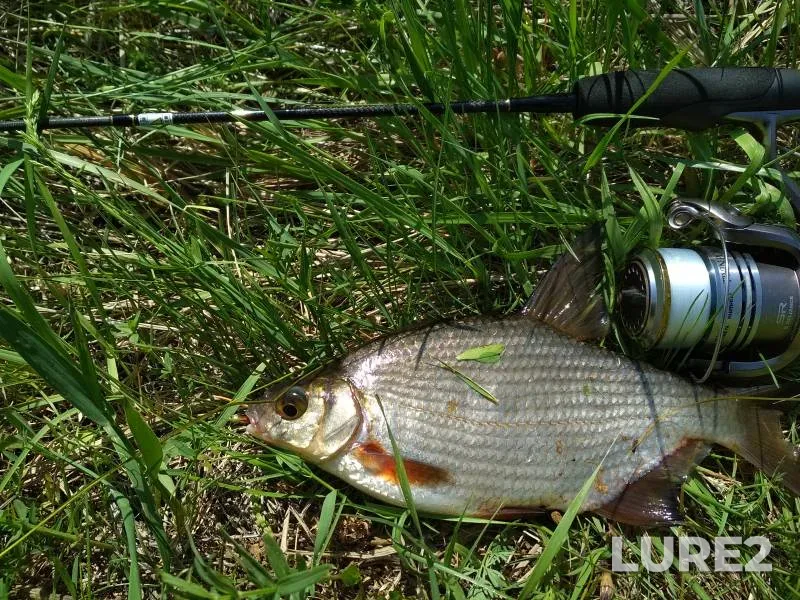 White bream — Kiїvska oblast, May 06, 2018, 1:33 PM