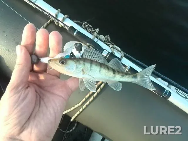 Zander — Kiїvska oblast, Aug 03, 2014, 6:33 PM