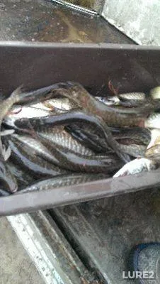 Crucian carp — Kochety, Oct 20, 2018