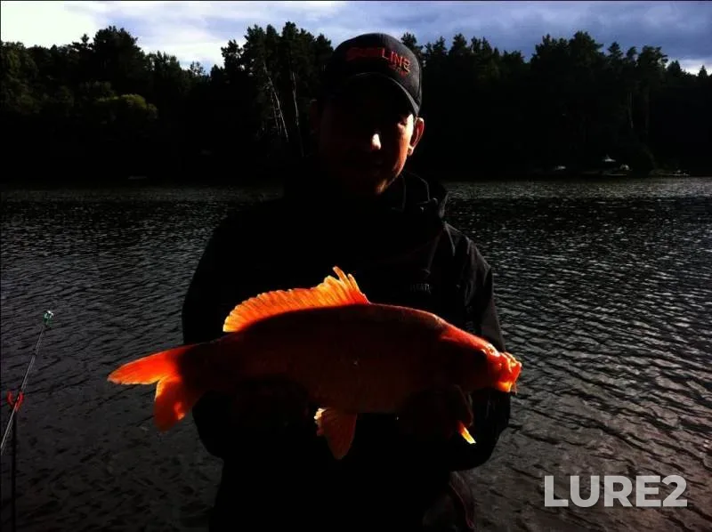 Carp — Kiїvska oblast, Sep 08, 2012, 5:00 PM