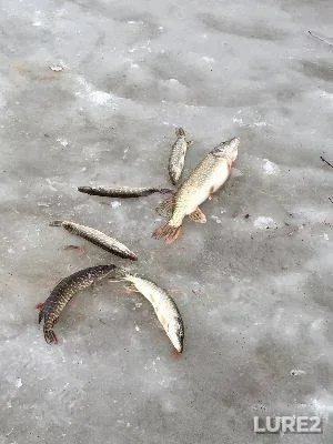 Bream — Pella, Jan 29, 2024