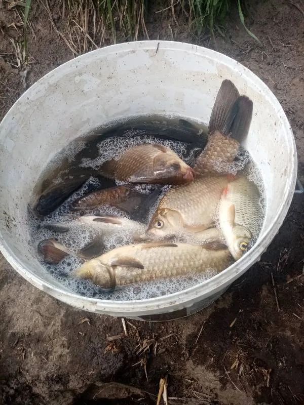 Карась