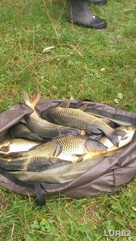Carp — Kiїvska oblast, Sep 12, 2013