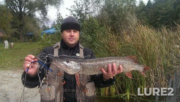 Pike — Kiїvska oblast, Oct 03, 2013, 11:08 AM