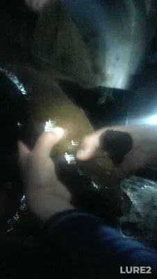 Tench — Kiїvska oblast, Oct 30, 2013, 5:37 PM