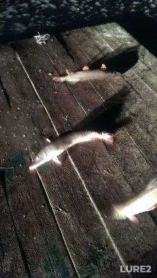 Pike — Kiїvska oblast, Nov 16, 2013
