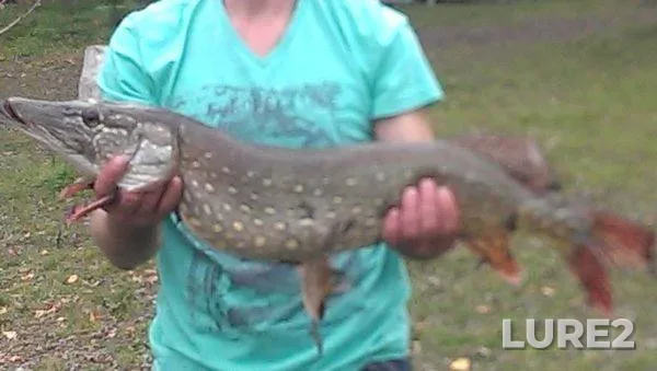 Pike — Kiїvska oblast, Oct 30, 2013, 3:03 PM