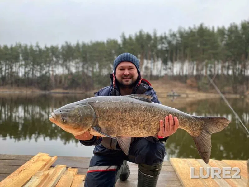 Silver carp — Kiїvska oblast, Mar 31, 2021, 9:32 AM