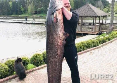 Wels catfish — Kiїvska oblast, Apr 30, 2023, 9:02 AM