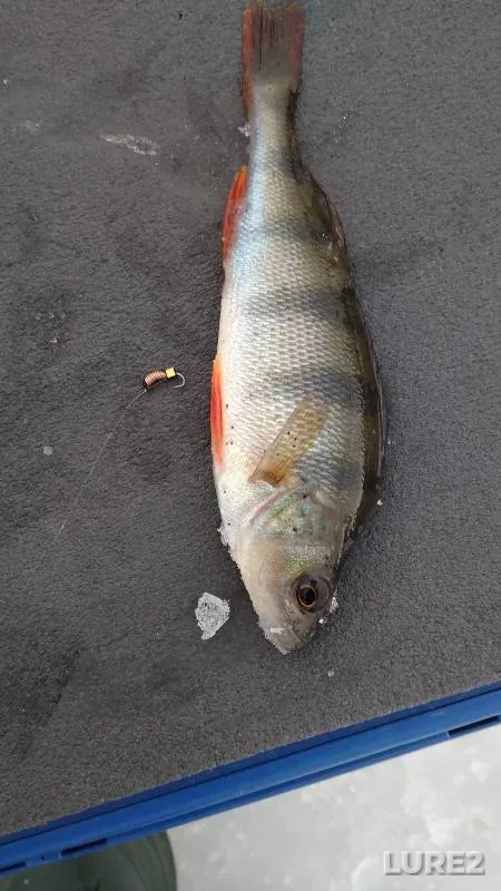 Crucian carp, Rudd — Varnavinskoye, Jul 20, 2023