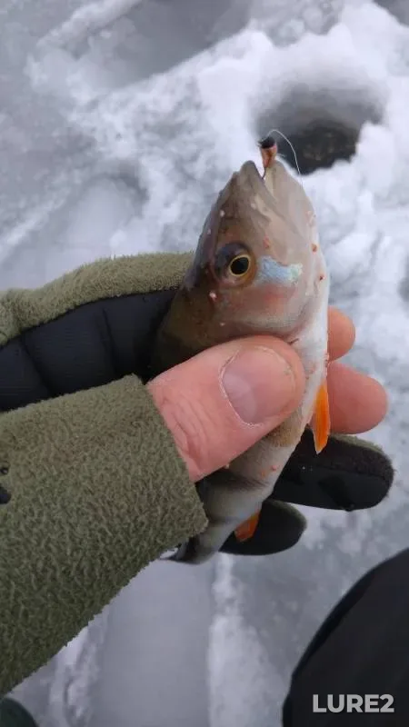 Perch — Olkhovka, Feb 19, 2018, 2:08 PM