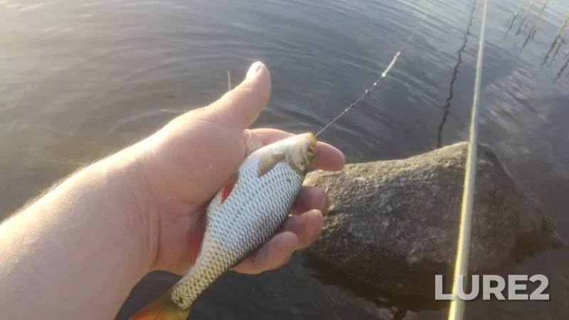 Roach — Osokorovka, Apr 27, 2015, 6:56 PM