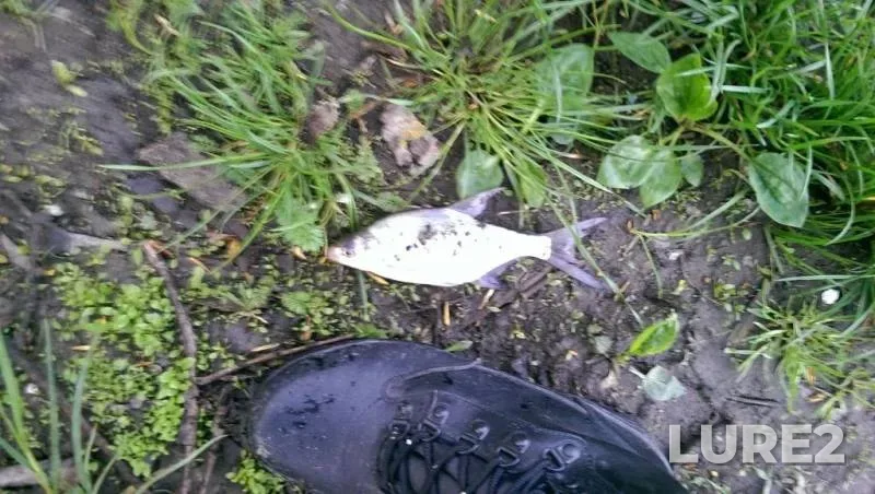 White bream — Ros, Apr 27, 2014, 6:51 AM